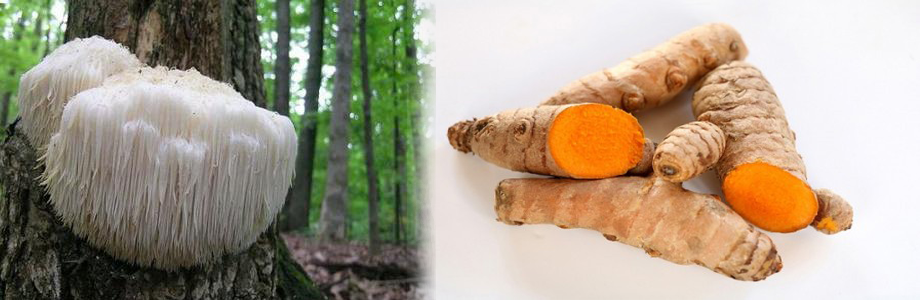 Nấm Hầu thủ và Nấm Linh chi